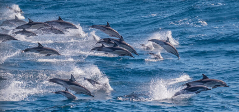 Groupe de dauphins Atlantique Sud // Group of dolphins South Atlantic